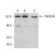 PARD3B Antibody (F-12) - Western Blotting - Image 382675 