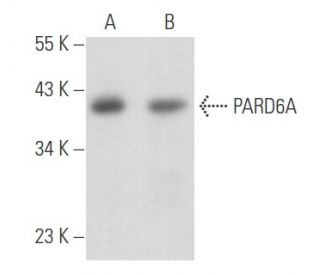 PARD6A Antibody (C-3) - Western Blotting - Image 356682 