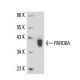 PARD6A Antibody (G-9) - Western Blotting - Image 16390