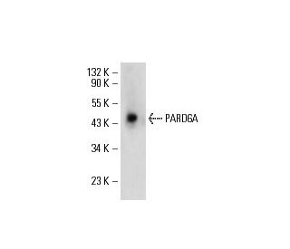 PARD6A Antibody (G-9) - Western Blotting - Image 17721 