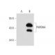 PARD6A Antibody (G-9) - Western Blotting - Image 60066 