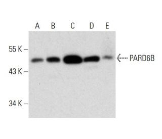 PARD6B Antibody (B-10) - Western Blotting - Image 320470