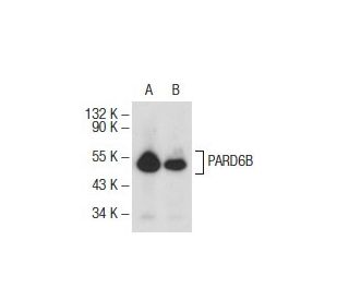 PARD6B Antibody (B-10) - Western Blotting - Image 73102Each CRISPR/Cas9 Knockout (KO) Plasmid product consists of a pool of 3 plasmids designed to ensure identification and cleavage of a specific gene for maximum knockout efficiency. Each plasmid encodes a unique 20 nt sequence derived from the GeCKO (v2) library.