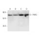 PARG Antibody (H-1) - Western Blotting - Image 305789 