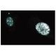 PARP1 Antibody (42) - Immunofluorescence - Image 133607 