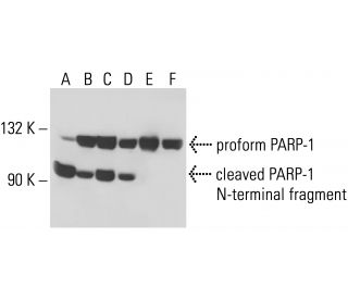 PARP1 Antibody (C2-10) - Western Blotting - Image 15466 