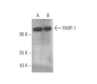 PARP1 Antibody (D-1) - Western Blotting - Image 349955 