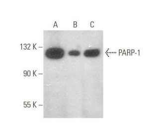 PARP1 Antibody (E-8) - Western Blotting - Image 349959 