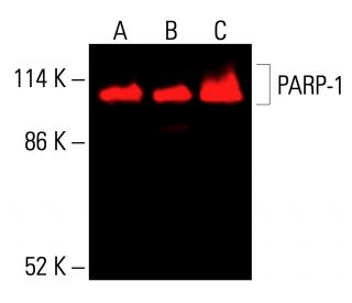 PARP1 Antibody (F-2) - Western Blotting - Image 415930 