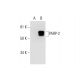 PARP-2 Antibody (F-3) - Western Blotting - Image 294551