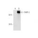 PARP-3 Antibody (B-7) - Western Blotting - Image 290883 