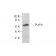 PARP-3 Antibody (B-7) - Western Blotting - Image 376633
