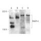 PARP-4 Antibody (B-11) - Western Blotting - Image 372270 