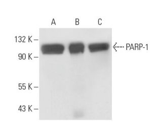 PARP1 Antibody (B-10) - Western Blotting - Image 17028