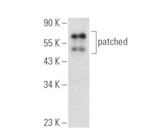 patched/PTCH1 Antibody (E-7) - Western Blotting - Image 389907 
