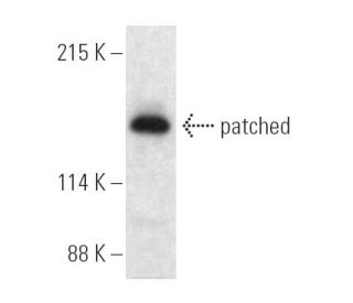 patched/PTCH1 Antibody (A-2) - Western Blotting - Image 389718
