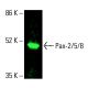 Pax-2/5/8 Antibody (G-3) - Western Blotting - Image 416231