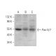 Pax-3/7 Antibody (E-10) - Western Blotting - Image 378531
