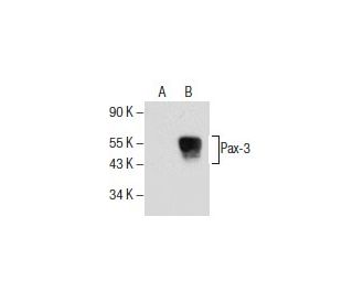 Pax-3 Antibody (A-5) - Western Blotting - Image 154591 