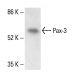 Pax-3 Antibody (A-5) - Western Blotting - Image 411299