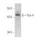 Pax-4 Antibody (3C12) - Western Blotting - Image 368287