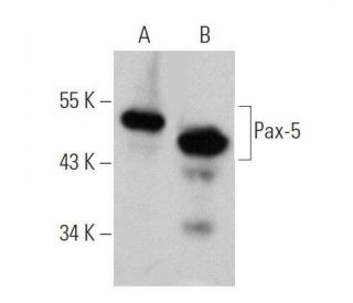 Pax-5 Antibody (1H9) - Western Blotting - Image 355314 