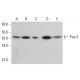 Pax-5 Antibody (E-9) - Western Blotting - Image 380346 