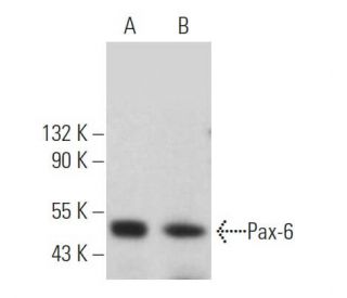 Pax-6 Antibody (AD2.38) - Western Blotting - Image 361546 