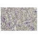 Pax-7 Antibody (EE-8) - Immunohistochemistry - Image 35949 