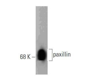 paxillin Antibody (177) - Western Blotting - Image 127469