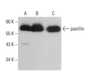 paxillin Antibody (C-10) - Western Blotting - Image 380471 