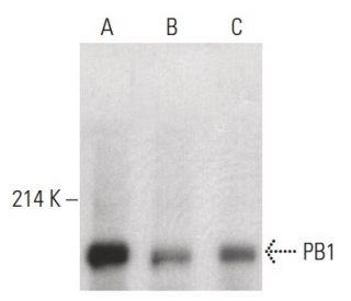 PB1 Antibody (D-8) - Western Blotting - Image 399627Each CRISPR/Cas9 Knockout (KO) Plasmid product consists of a pool of 3 plasmids designed to ensure identification and cleavage of a specific gene for maximum knockout efficiency. Each plasmid encodes a unique 20 nt sequence derived from the GeCKO (v2) library.