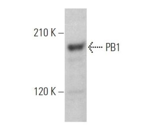 PB1 Antibody (D-8) - Western Blotting - Image 369323Each CRISPR/Cas9 Knockout (KO) Plasmid product consists of a pool of 3 plasmids designed to ensure identification and cleavage of a specific gene for maximum knockout efficiency. Each plasmid encodes a unique 20 nt sequence derived from the GeCKO (v2) library.
