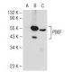 PBEF Antibody (E-10) - Western Blotting - Image 109562 