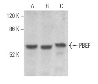 PBEF Antibody (E-10) - Western Blotting - Image 355130 