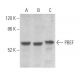PBEF Antibody (E-10) - Western Blotting - Image 355130 