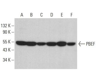 PBEF Antibody (E-3) - Western Blotting - Image 381435 