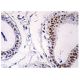 PBGD Antibody (B-6) - Immunohistochemistry - Image 159520 