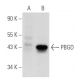 PBGD Antibody (H-11) - Western Blotting - Image 109173 