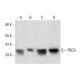 PBGS Antibody (E-10) - Western Blotting - Image 303876 