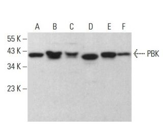 PBK Antibody (C-3) - Western Blotting - Image 383975 