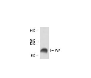 PBP Antibody (C-24) - Western Blotting - Image 16389 