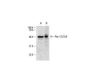 Pbx 1/2/3/4 Antibody (F-3) - Western Blotting - Image 7363Each CRISPR/Cas9 Knockout (KO) Plasmid product consists of a pool of 3 plasmids designed to ensure identification and cleavage of a specific gene for maximum knockout efficiency. Each plasmid encodes a unique 20 nt sequence derived from the GeCKO (v2) library.