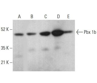Pbx 1b Antibody (41.1) - Western Blotting - Image 377724 