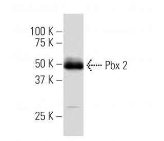 Pbx 2 Antibody (SS-24) - Western Blotting - Image 33640 