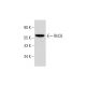 PC-12 Cell Lysate: sc-2250. Western blot analysis of RhCG expression...