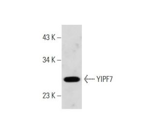 PC-12 Cell Lysate: sc-2250. Western blot analysis of YIPF7 expression... 