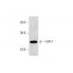 PC-12 Cell Lysate: sc-2250. Western blot analysis of YIPF7 expression... 