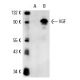 PC-12 + NGF Cell Lysate: sc-3808. Western blot analysis of... 