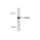 PC-12 + NGF Cell Lysate: sc-3808. Western blot analysis of...